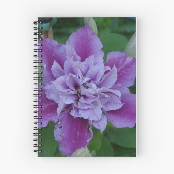 Item preview, Clematis Piilu designed and sold by lezvee.