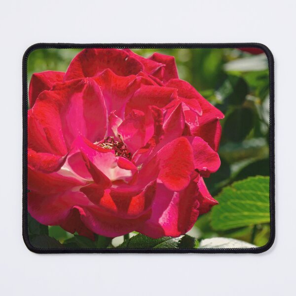 Item preview, Red Rose Close-up designed and sold by rmyerphoto.