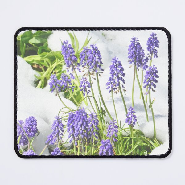 Item preview, Grape Hyacinth in Snow designed and sold by rmyerphoto.