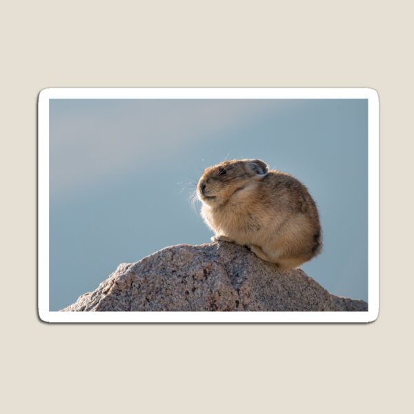 Pika Rock Magnet