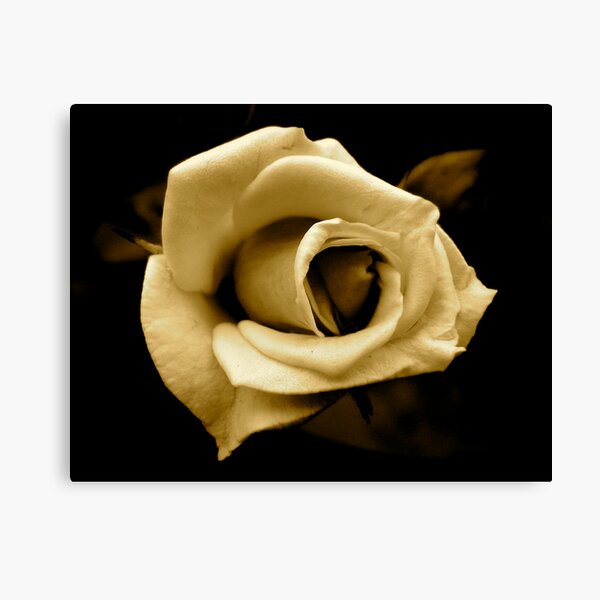 Rose by any other name... in sepia Canvas Print