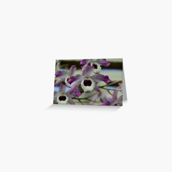 Cooktown Orchids? Greeting Card