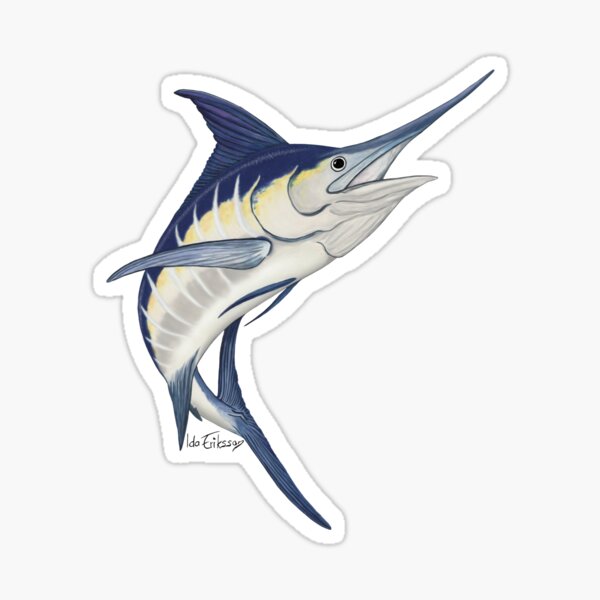 Blue marlin  Sticker