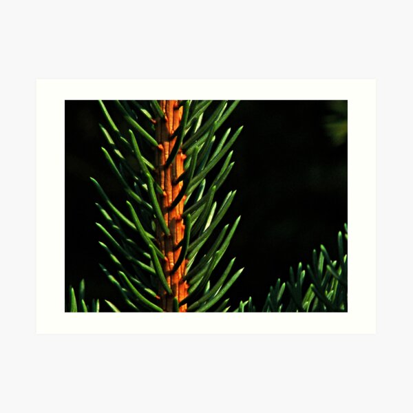 Pine Art Print