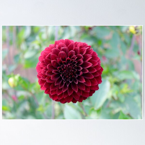 Item preview, Red Dalia designed and sold by Brian Eberly.