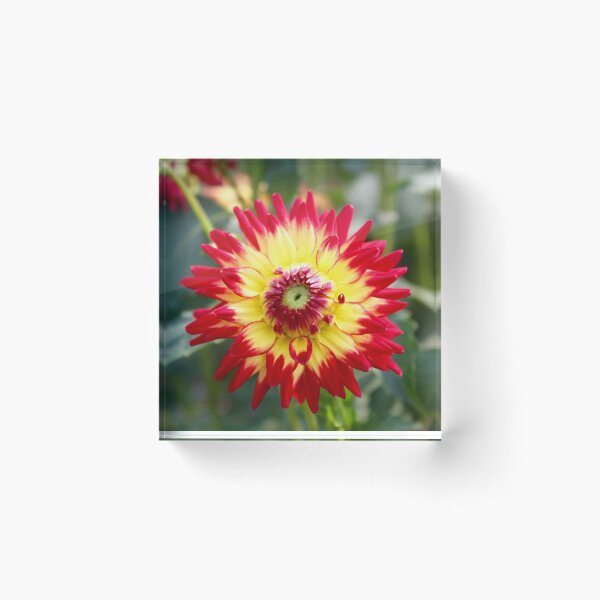 Item preview, Dalia roja y amarilla designed and sold by Brian Eberly.