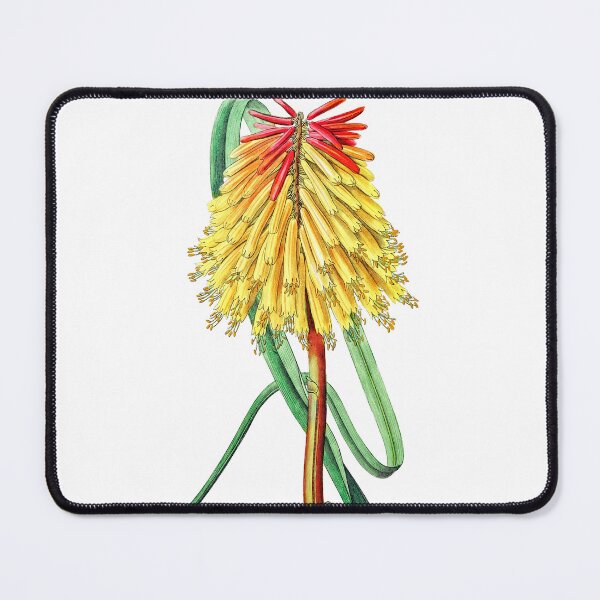 Item preview, Burchell's tritoma Flower designed and sold by Artisticlance.