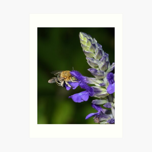 Blue Banded Bee Art Print