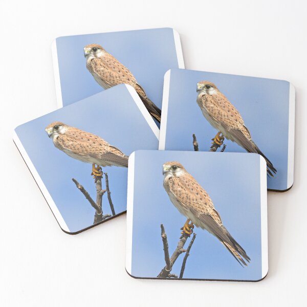 Item preview, Nankeen Kestrel designed and sold by Robert Elliott.