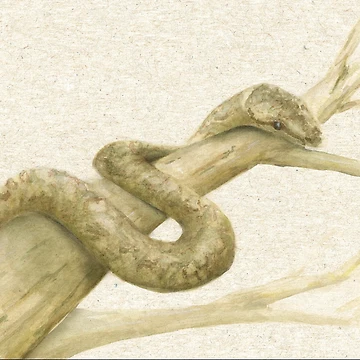 Artwork thumbnail, Scrub Python by ChrissyWild