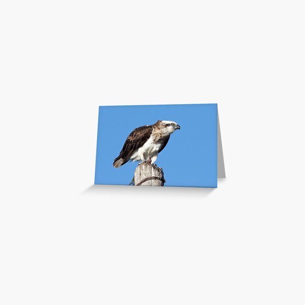 Osprey ~ Table for One Greeting Card