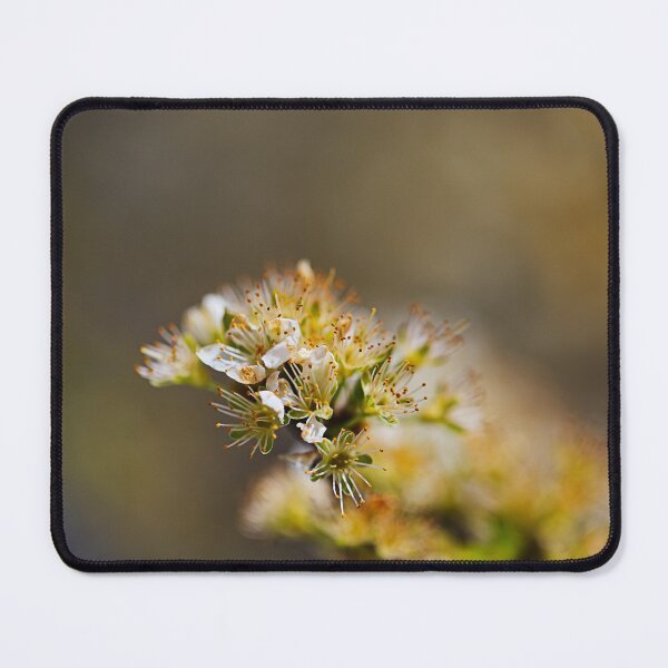 Item preview, Ageing White Blossom Beauty designed and sold by Joy Watson - Natural Light Photography .