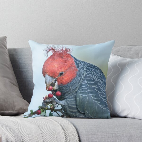 Item preview, Gang Gang Nom Nom. designed and sold by James Peake Nature Photography..