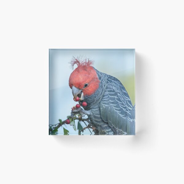 Artikelvorschau, Gang Gang Nom Nom. entworfen und verkauft von James Peake Nature Photography..