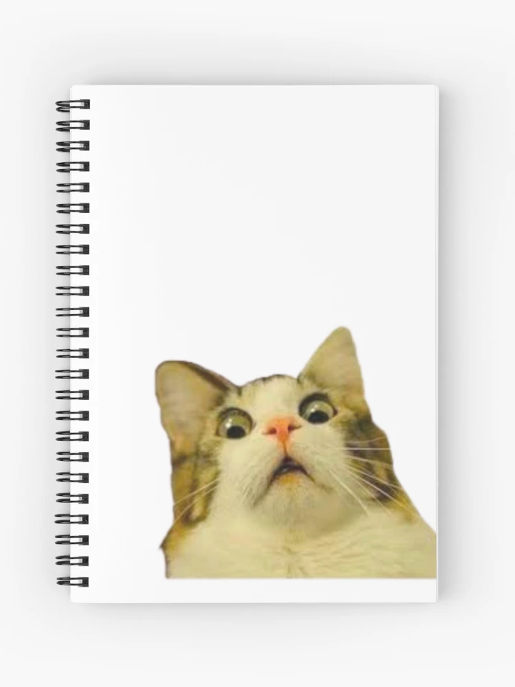 Surprised Cat | Journal