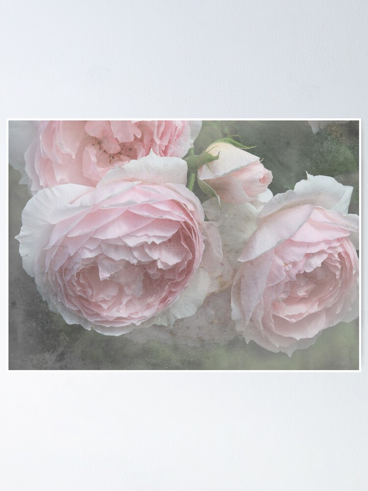 Póster «Rosa Inglesa - Rosa Inglesa Vintage - La Rosa Wedgewood» de MaCross  | Redbubble
