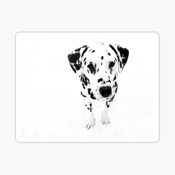 I'm a Dalmatian Sticker