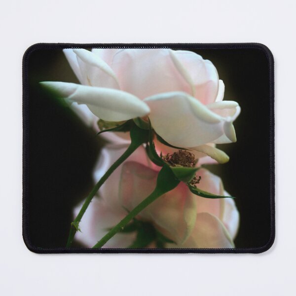 Item preview, White roses on black background designed and sold by olena2552.