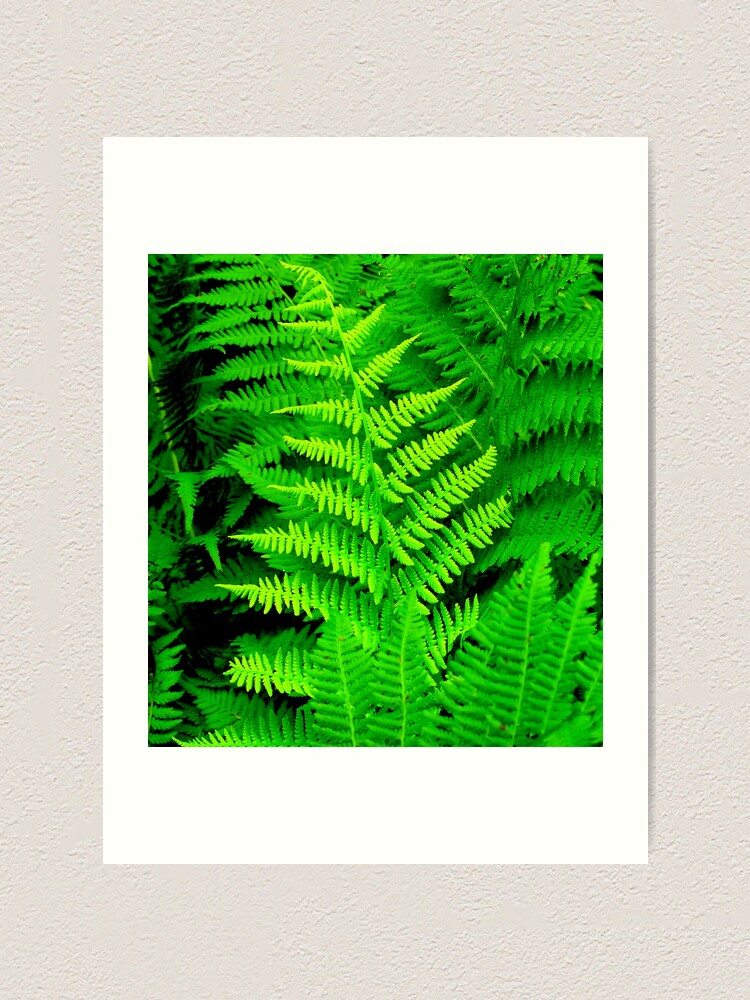 Alternate view of Wild Ferns Art Print