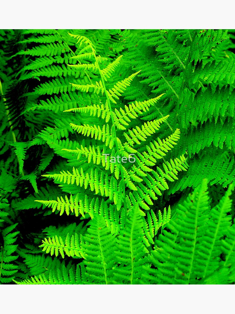 Wild Ferns by Tate6