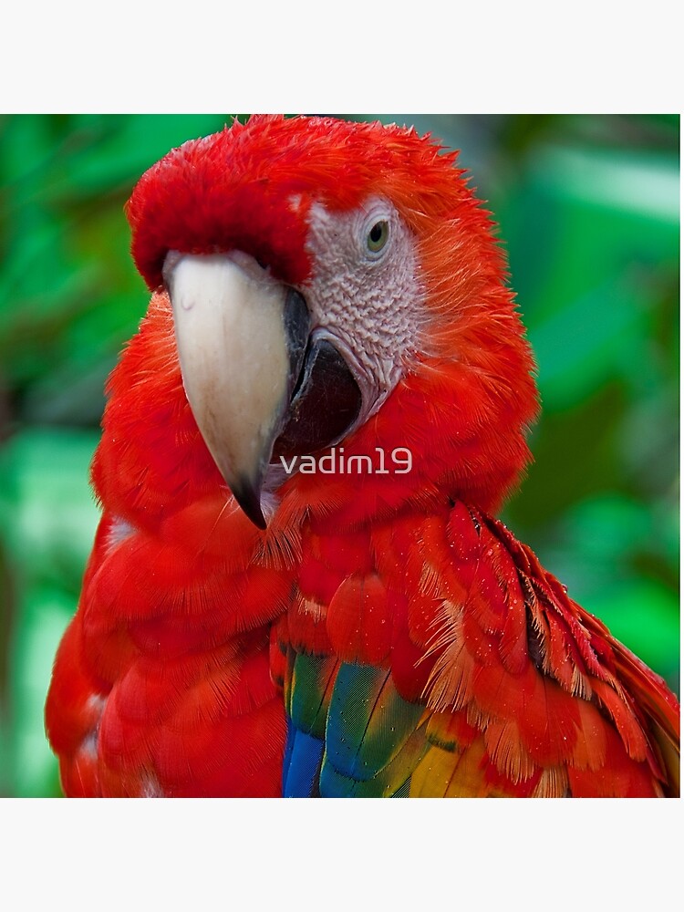 Flat Card Holder in Panama in scarlet red