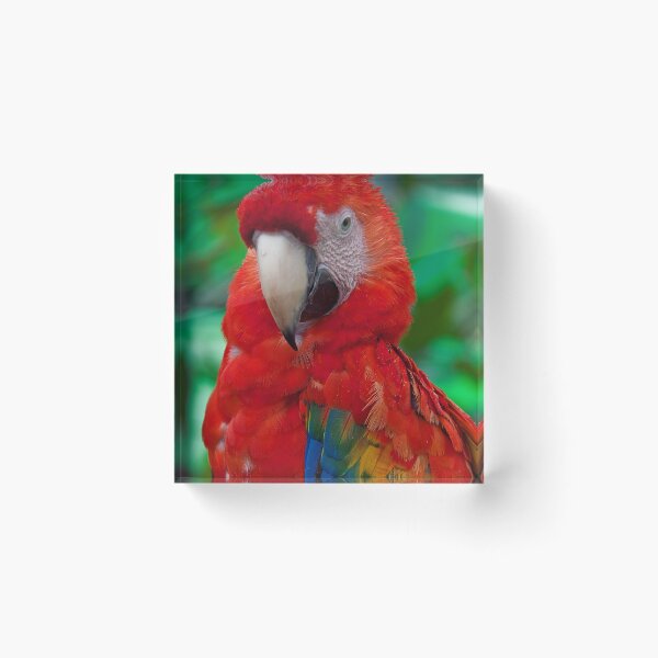 Item preview, Panama. Bocas del Toro. Macaw. designed and sold by vadim19.