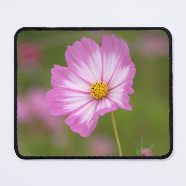 Item preview, Pink and White Cosmos designed and sold by K D Graves Photography.