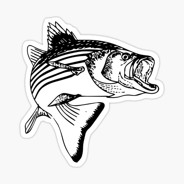 Bone Striped Bass BLACK Decal/Sticker [STK937] - $6.99 : Almost