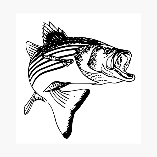 Striped Bass Fishing Art Prints Sling Chair by FishwearDesigns