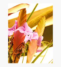 Spade Photographic Print