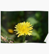Yellow Petals Poster