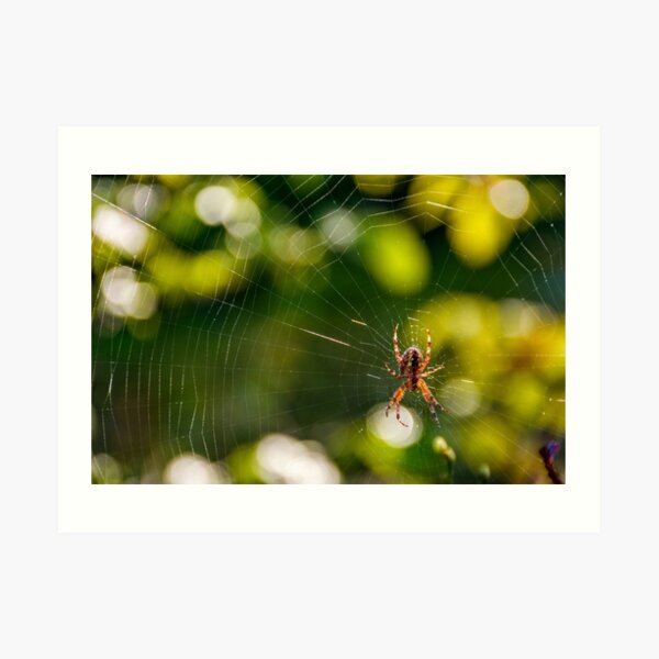 spider in the web on beautiful foliage bokeh Art Print