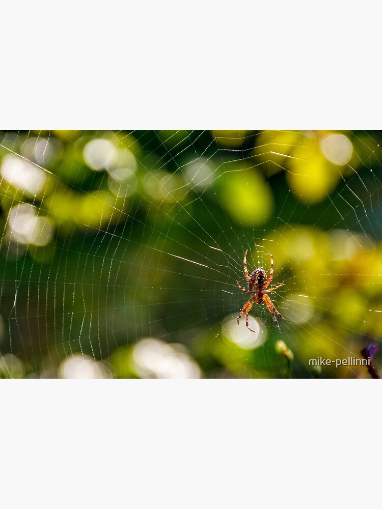 spider in the web on beautiful foliage bokeh by mike-pellinni