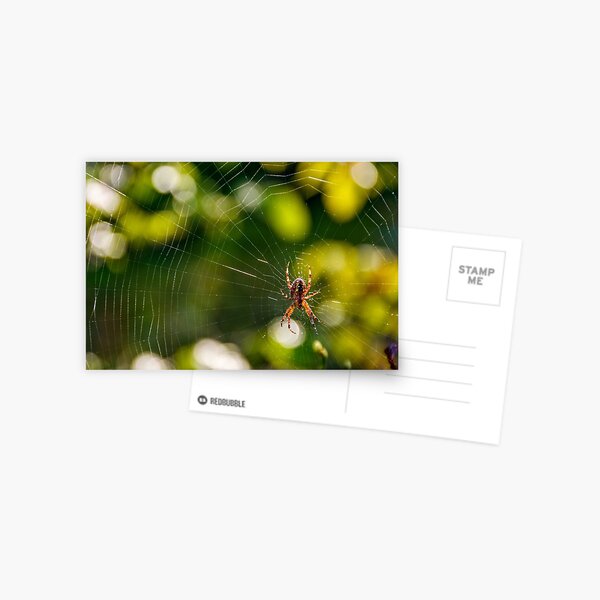 spider in the web on beautiful foliage bokeh Postcard
