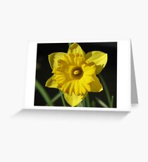 First signs of spring... Greeting Card