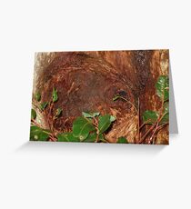 Trunk Of An Ancient Red Tingle Tree Greeting Card