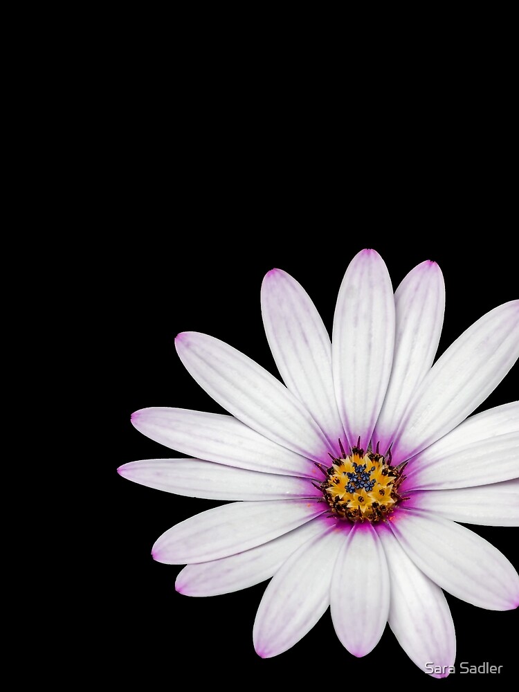 African Daisy by sadler2121