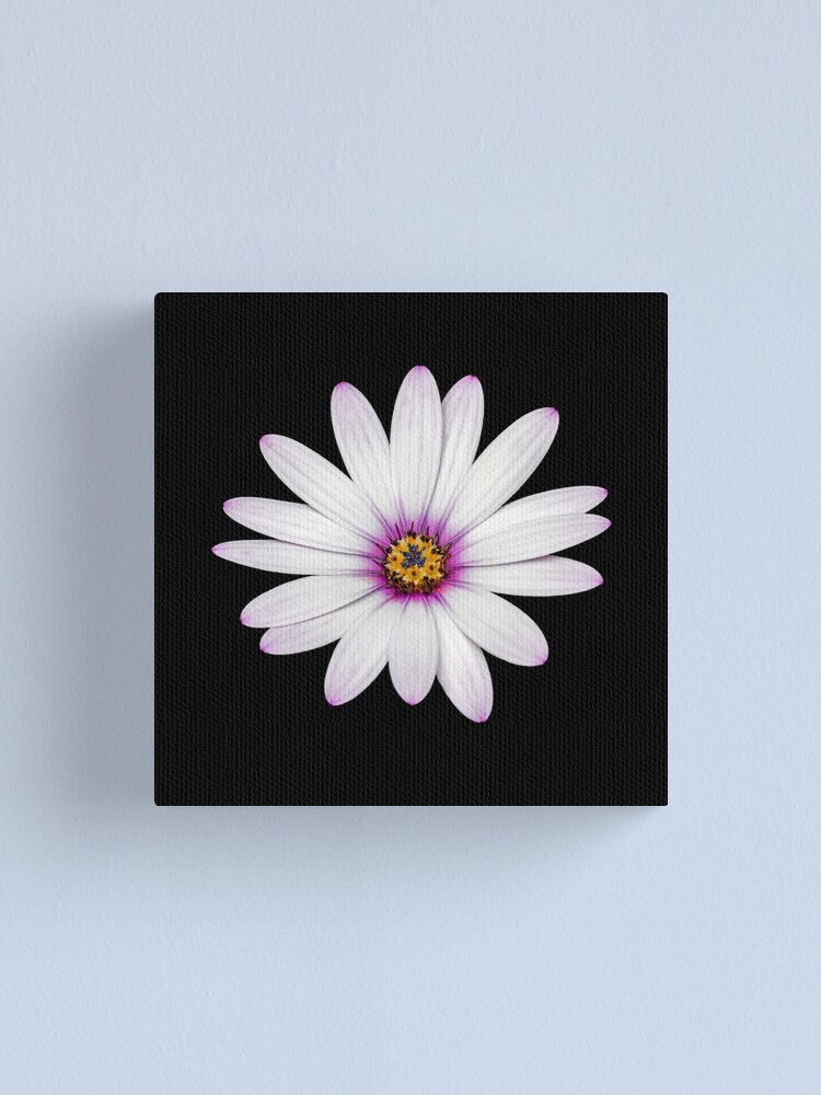 Alternate view of African Daisy Canvas Print