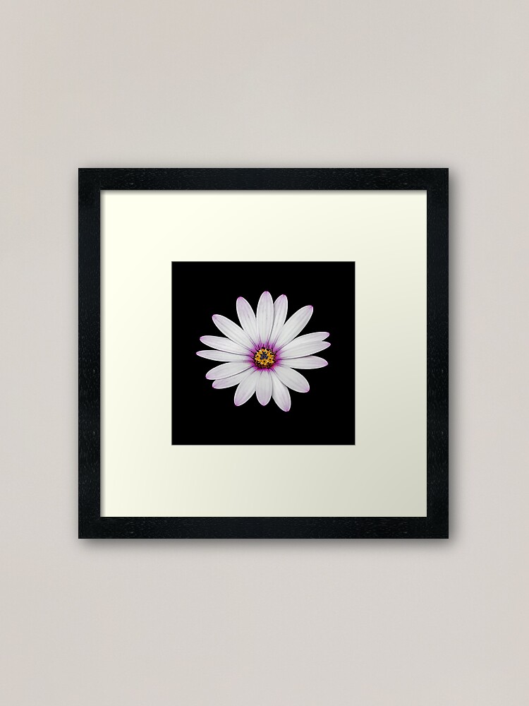 Alternate view of African Daisy Framed Art Print