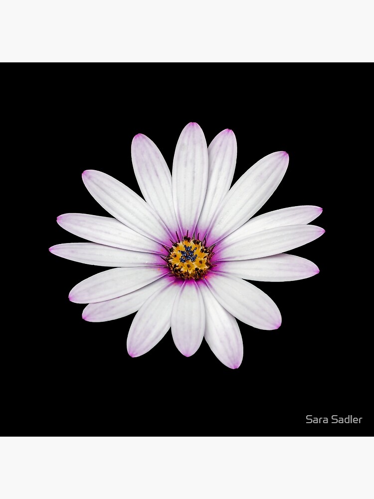 African Daisy by sadler2121
