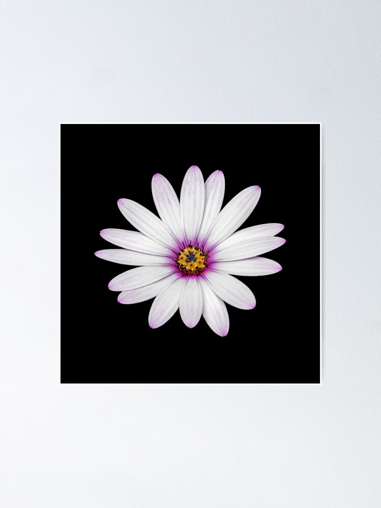 Alternate view of African Daisy Poster