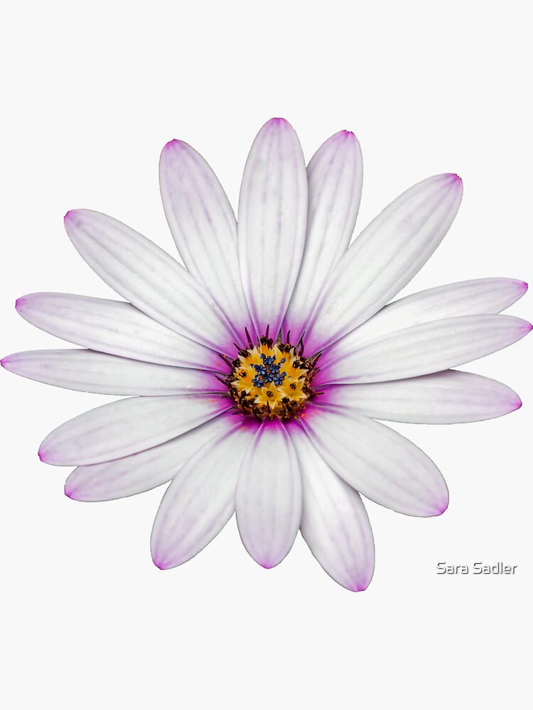 African Daisy by sadler2121