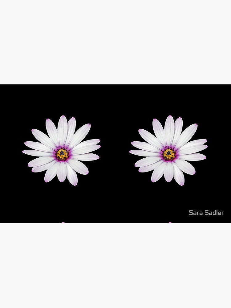 African Daisy by sadler2121