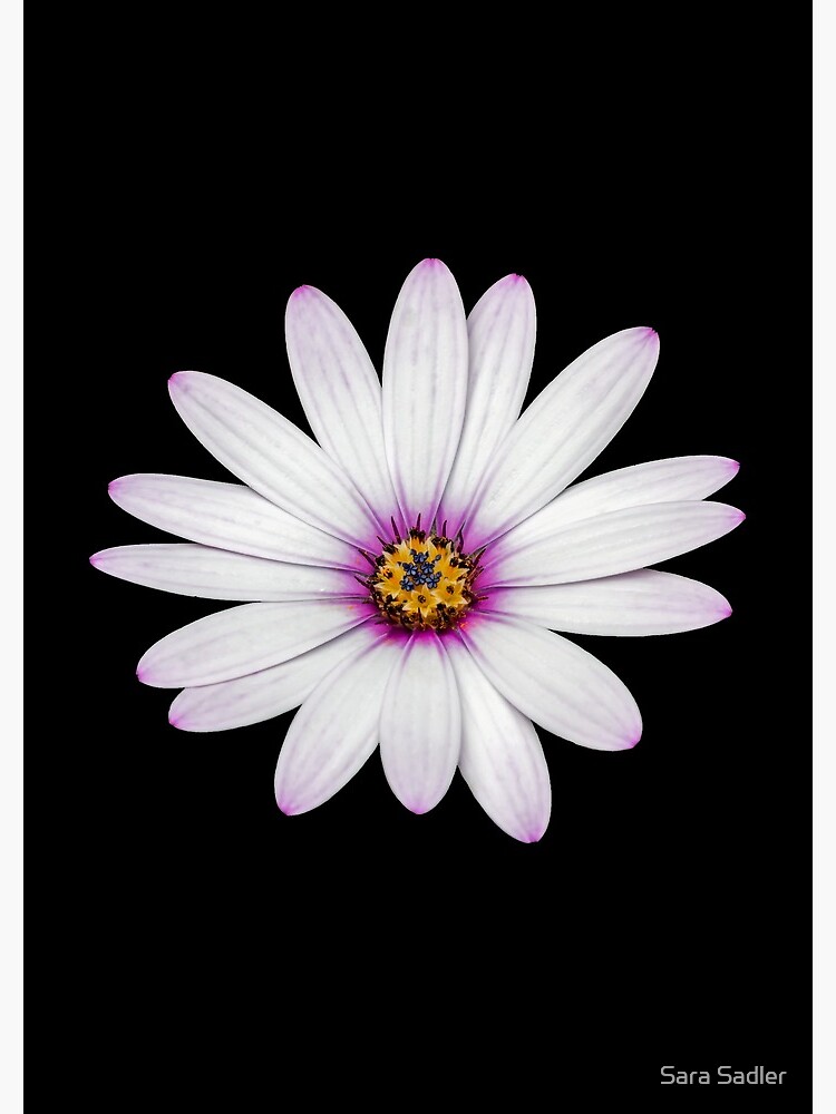 African Daisy by sadler2121