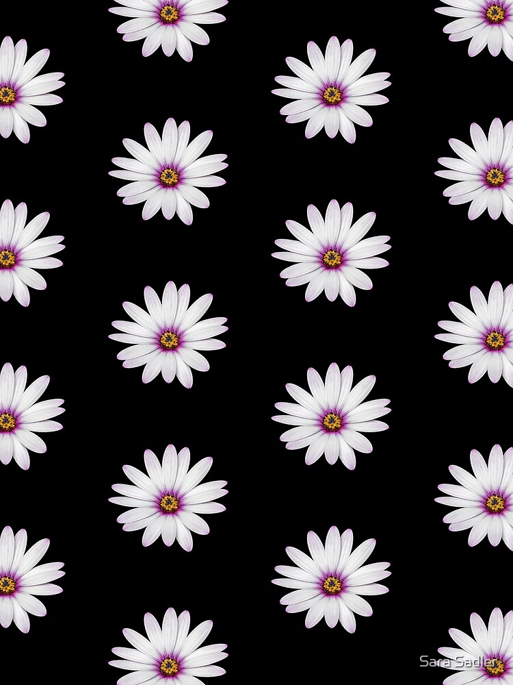 African Daisy by sadler2121