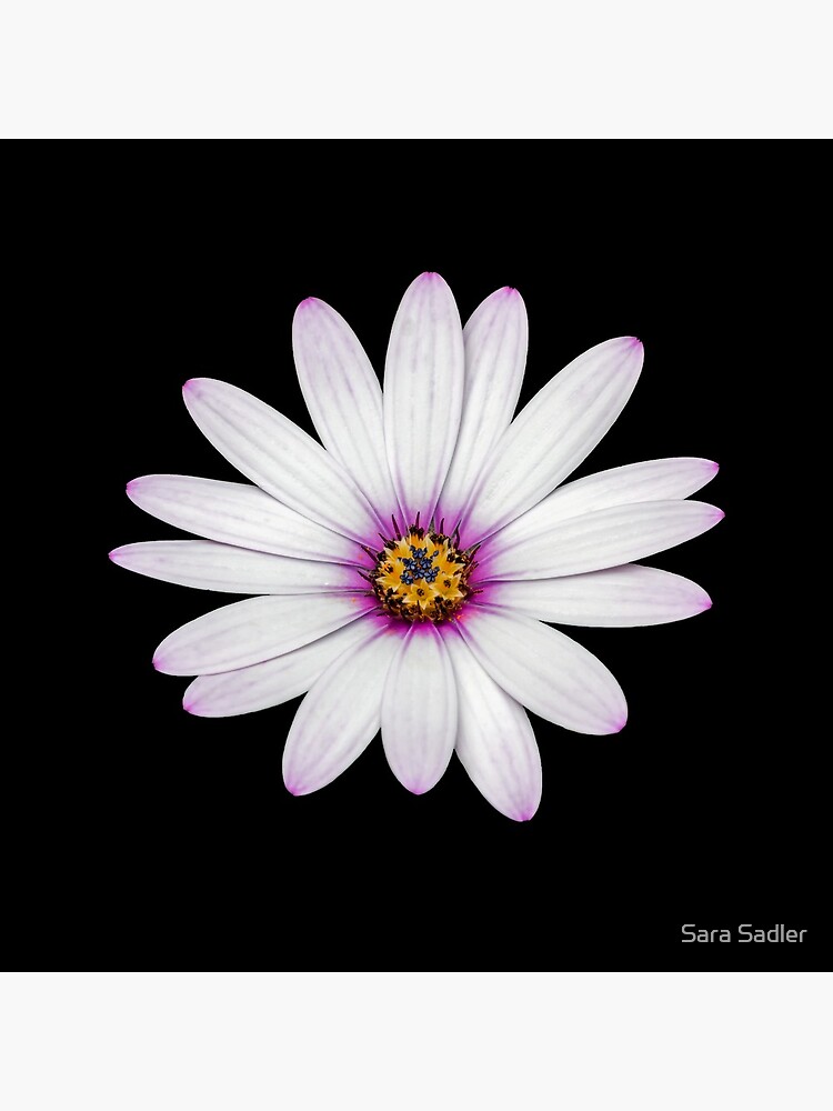 African Daisy by sadler2121
