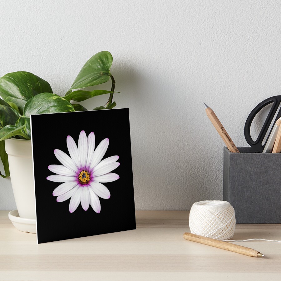 African Daisy Art Board Print