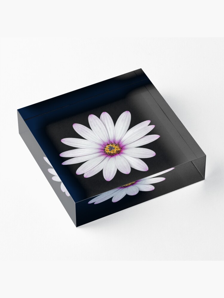 Alternate view of African Daisy Acrylic Block