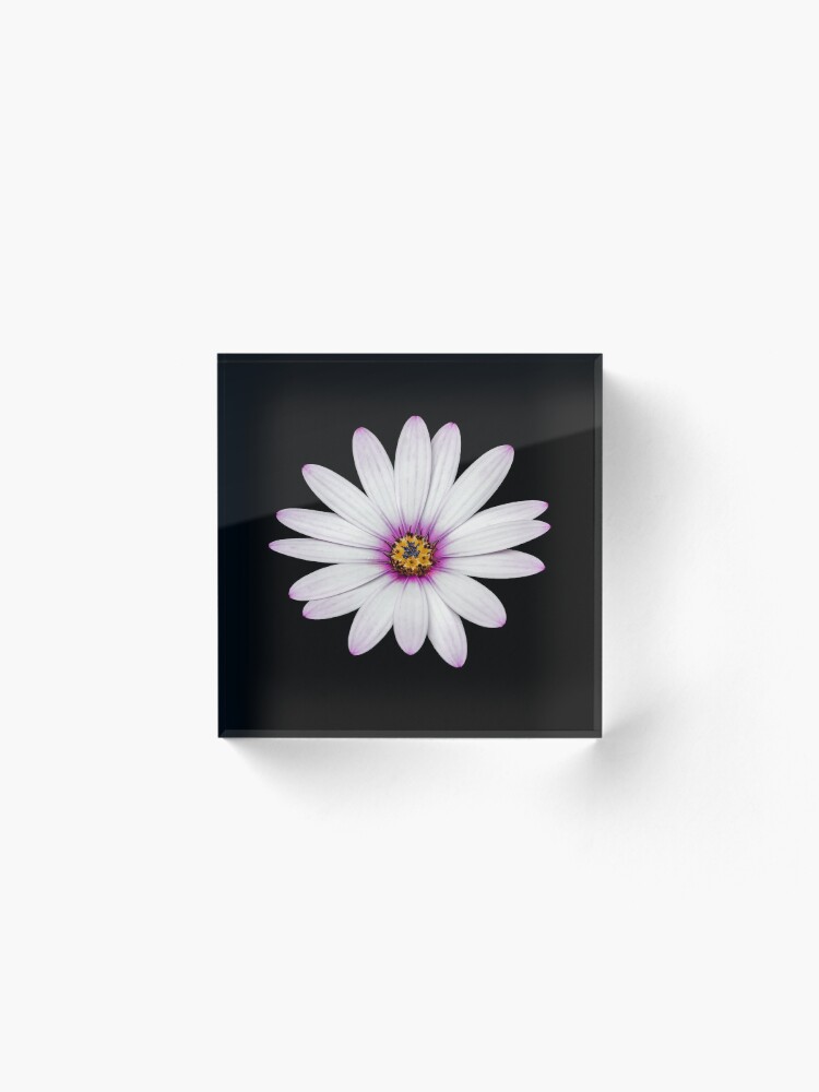 Alternate view of African Daisy Acrylic Block