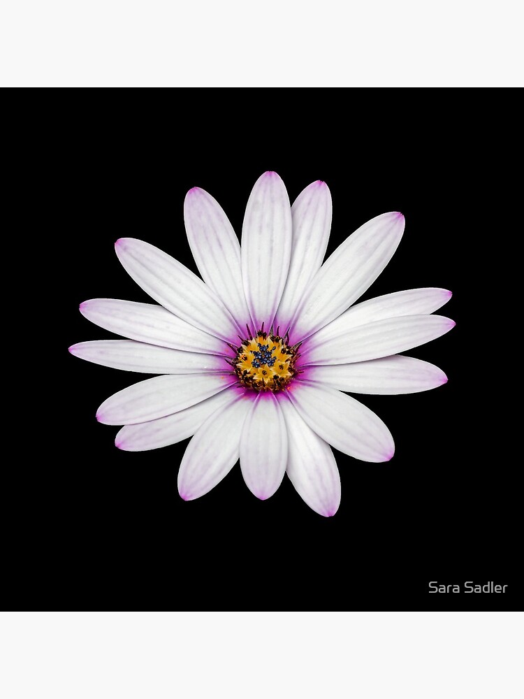 African Daisy by sadler2121